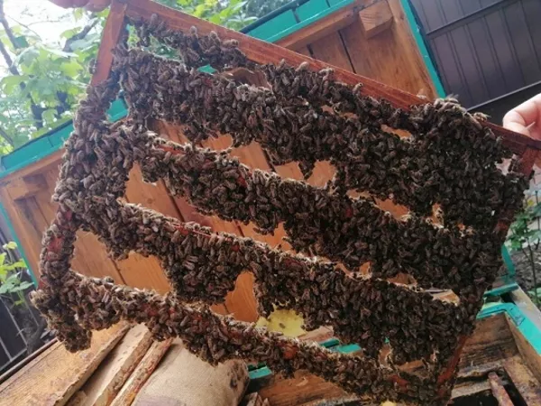 Пчелиные матки. Бджоломатки. 2