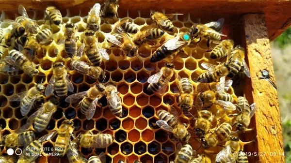 Пчелиные матки. Бджоломатки. 4