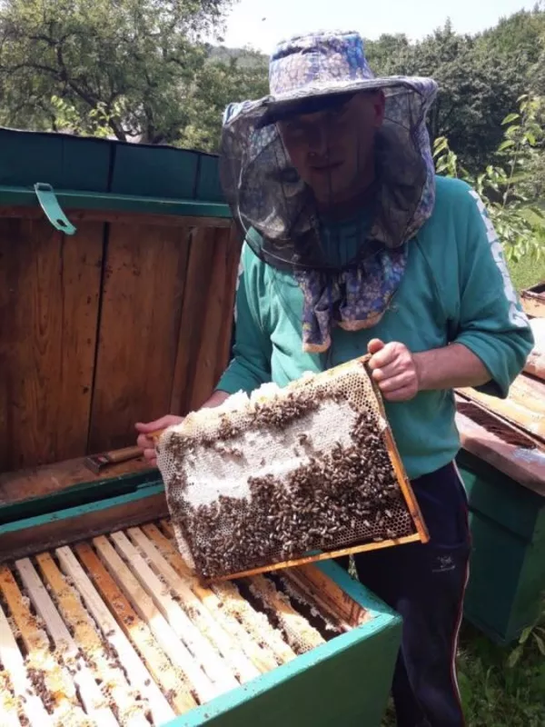 Пчелиные матки. Бджоломатки. 5